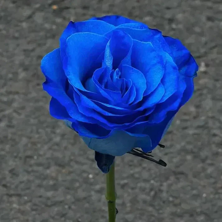 Blue Enchantress Rose Seeds + Free Plant Growth Supplement - Image 5