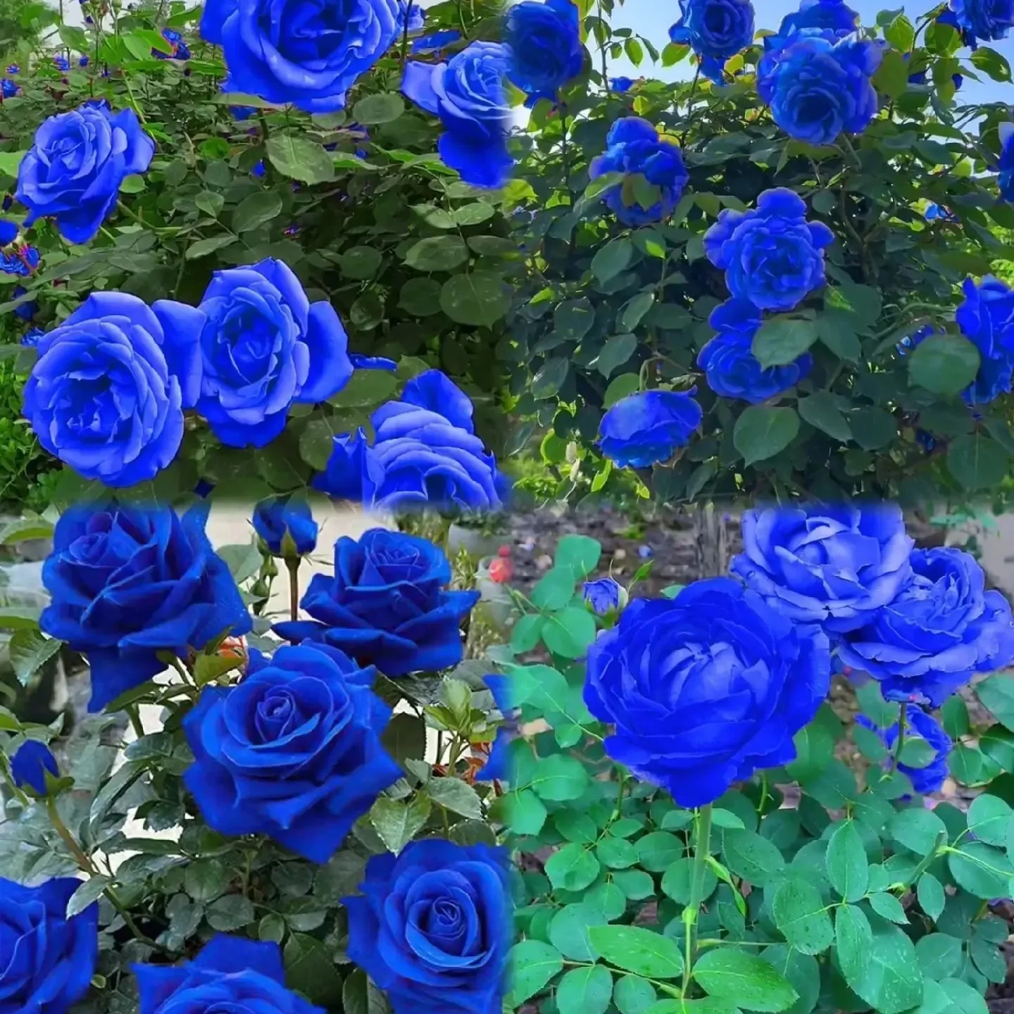 Blue Enchantress Rose Seeds + Free Plant Growth Supplement - Image 7