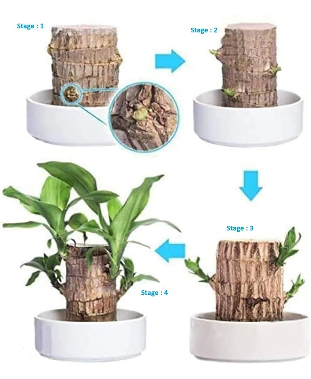 Premium Brazilian Lucky Wood Mini Home Plant Decoration - Image 4