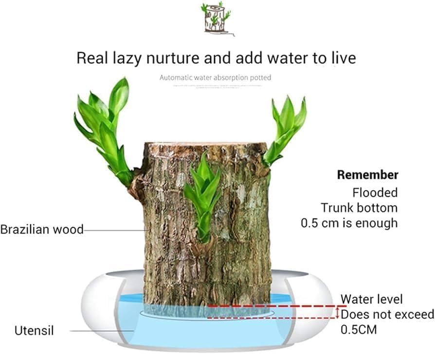 Premium Brazilian Lucky Wood Mini Home Plant Decoration - Image 3
