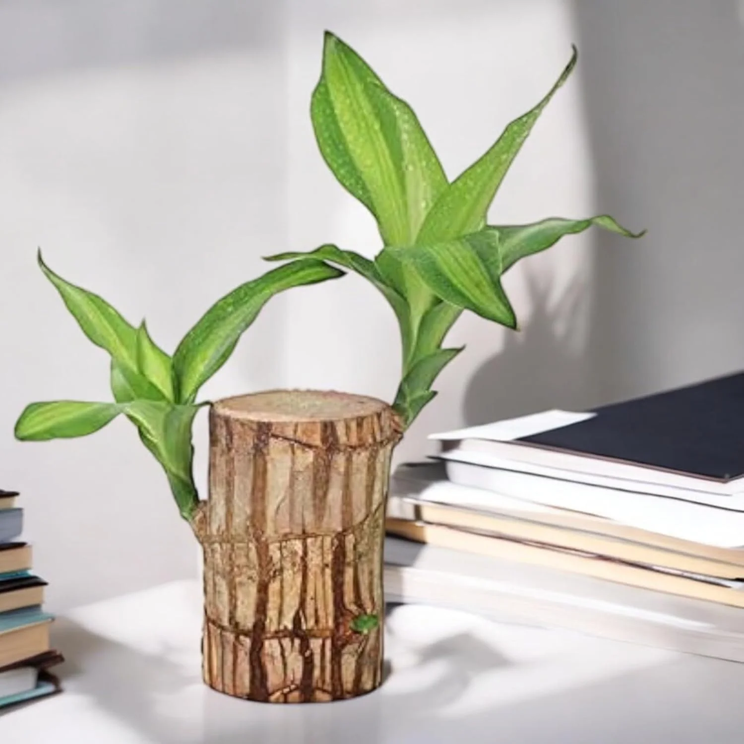 Premium Brazilian Lucky Wood Mini Home Plant Decoration - Image 7