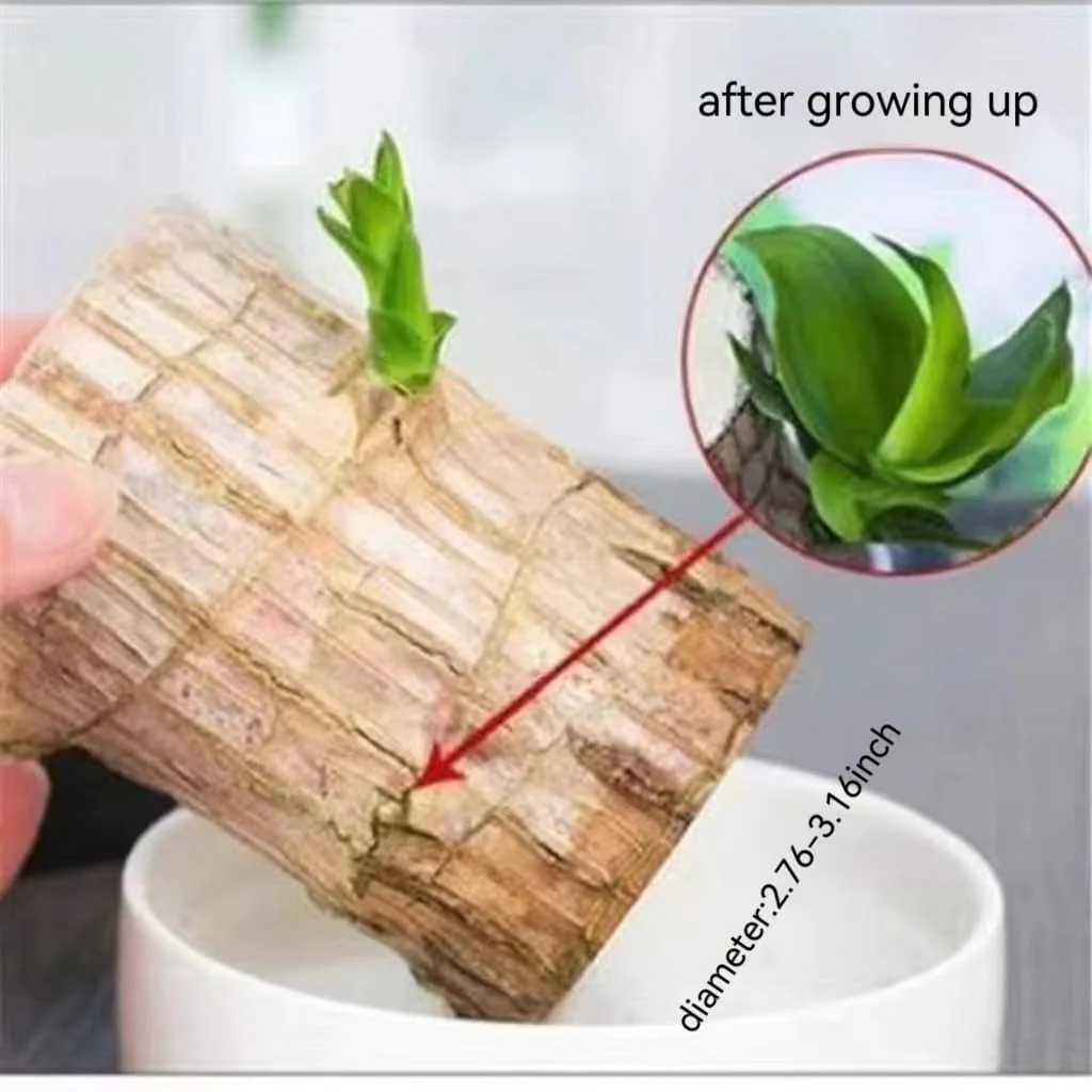 Premium Brazilian Lucky Wood Mini Home Plant Decoration - Image 5