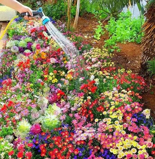 Buy Varieties of Flower Seeds (Pack of 100) And Get Plant Growth Supplement Free - Image 6