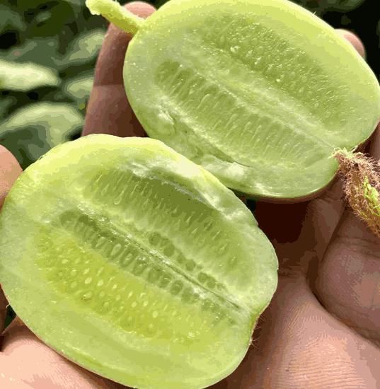 Premium Lady Cucumber Golden Boy Seeds (Pack of 100) - Image 3