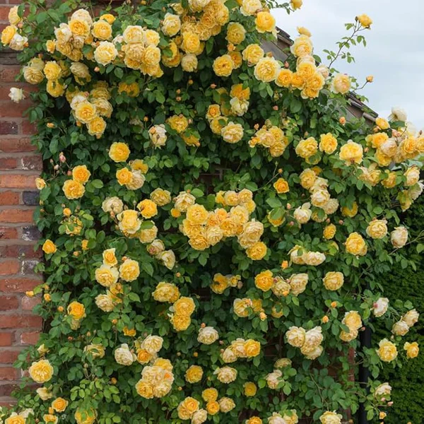 Eden Premium Climbing Rose Flower Seeds 200PCS - Image 3