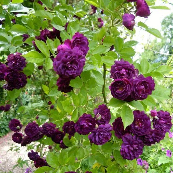 Eden Premium Climbing Rose Flower Seeds 200PCS - Image 5
