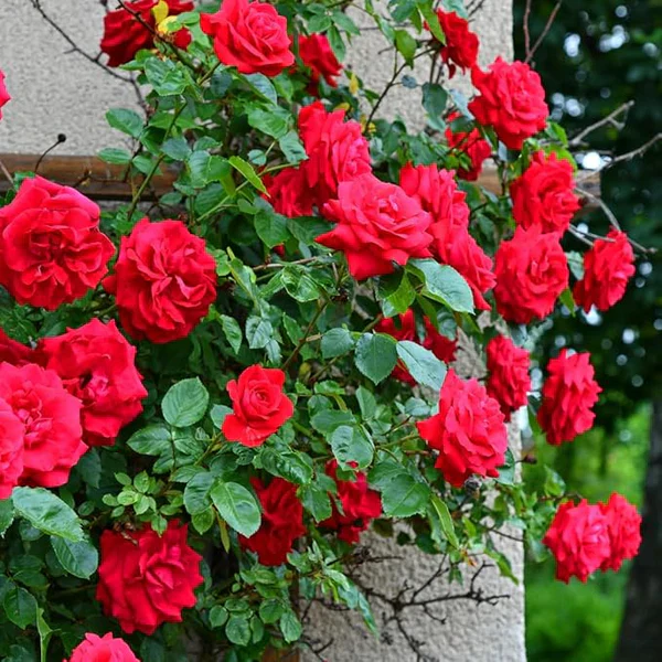 Eden Premium Climbing Rose Flower Seeds 200PCS - Image 6
