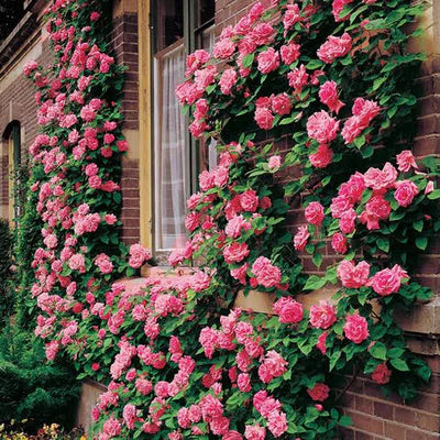 Eden Premium Climbing Rose Flower Seeds 200PCS - Image 7