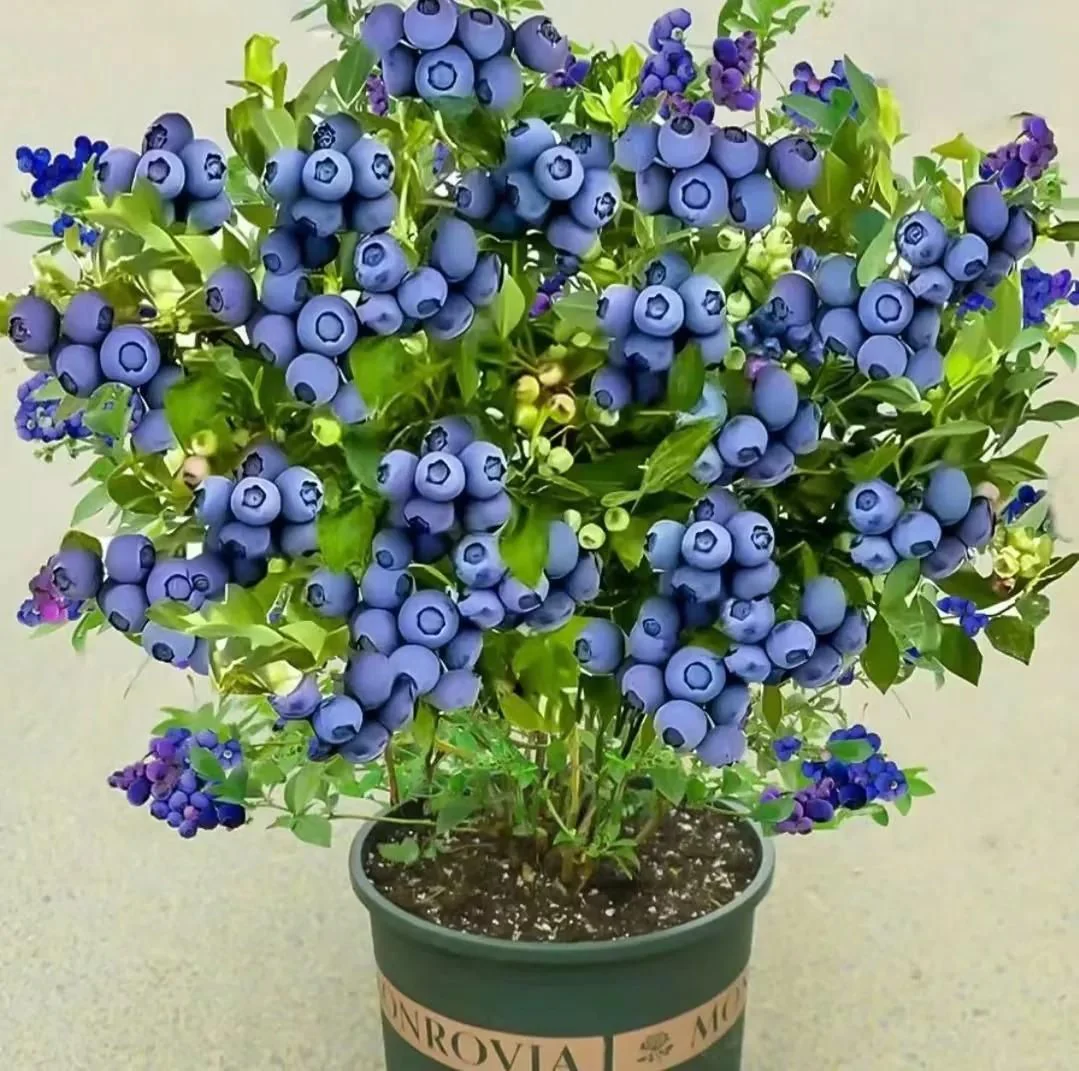 Giant Blueberry Fruit Seeds - Image 3