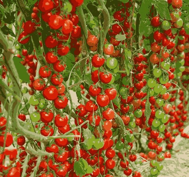 GrowEase Waterfall Tomato Seeds (with Free Plant Growth Supplement) - Image 2