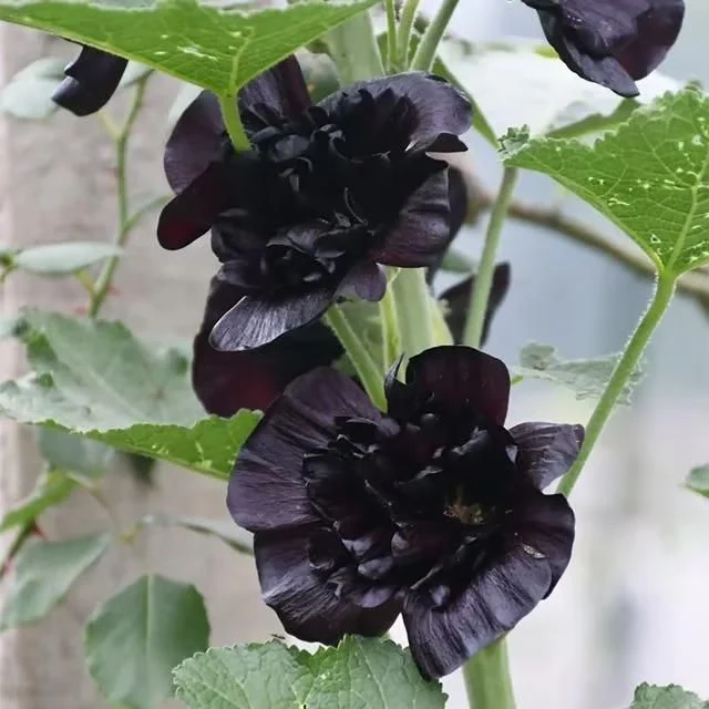 VertiBloom® – Premium Imported Hollyhock Seeds - Image 4