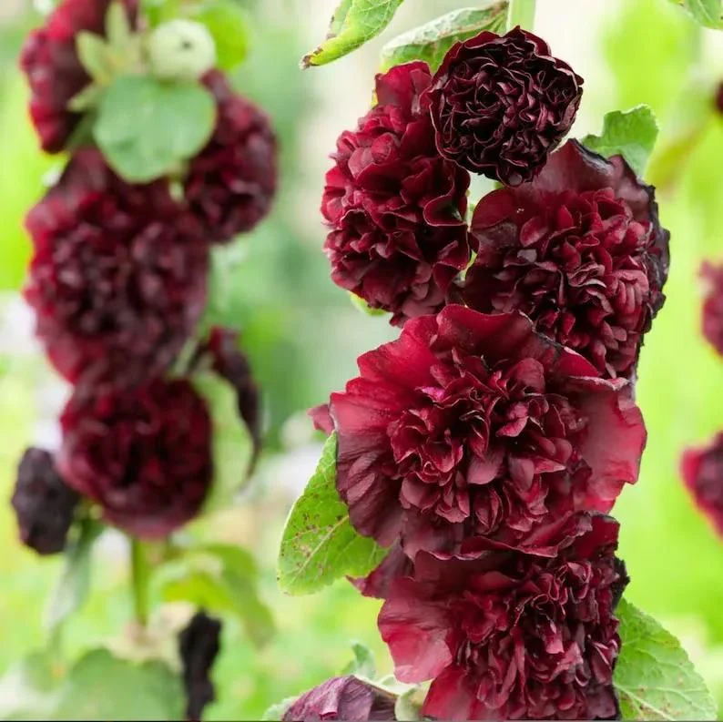 VertiBloom® – Premium Imported Hollyhock Seeds - Image 6