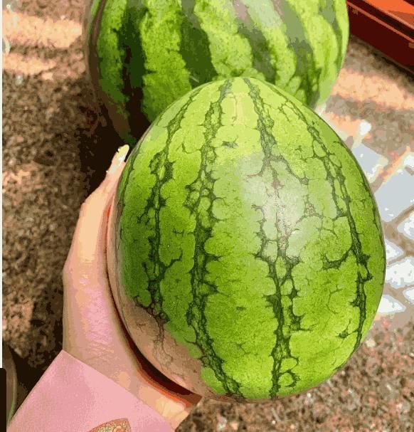 Ruby Watermelon Seeds - Image 3