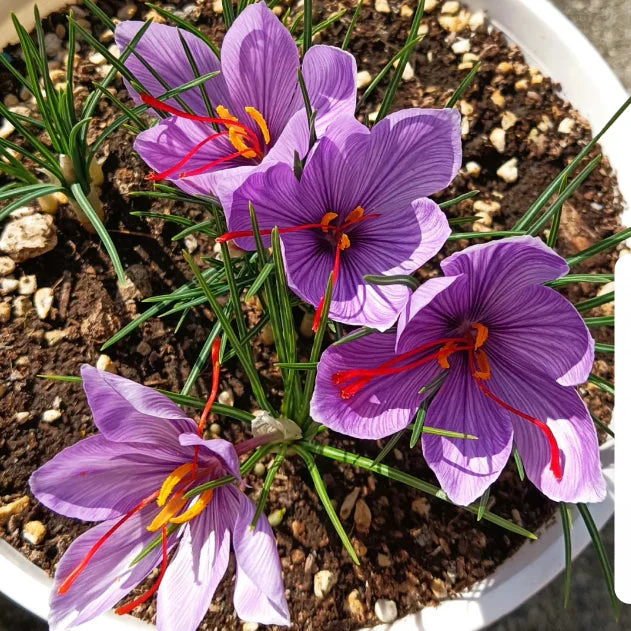 Saffron Bulbs + Free plant growth supplement - Image 3
