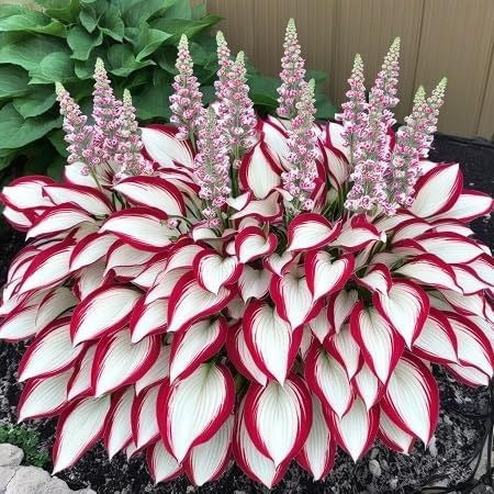 (Buy 1 Get 2 Free + Free Plant Booster) ShadeSilk® - Premium Hosta Flower Seeds - Image 6