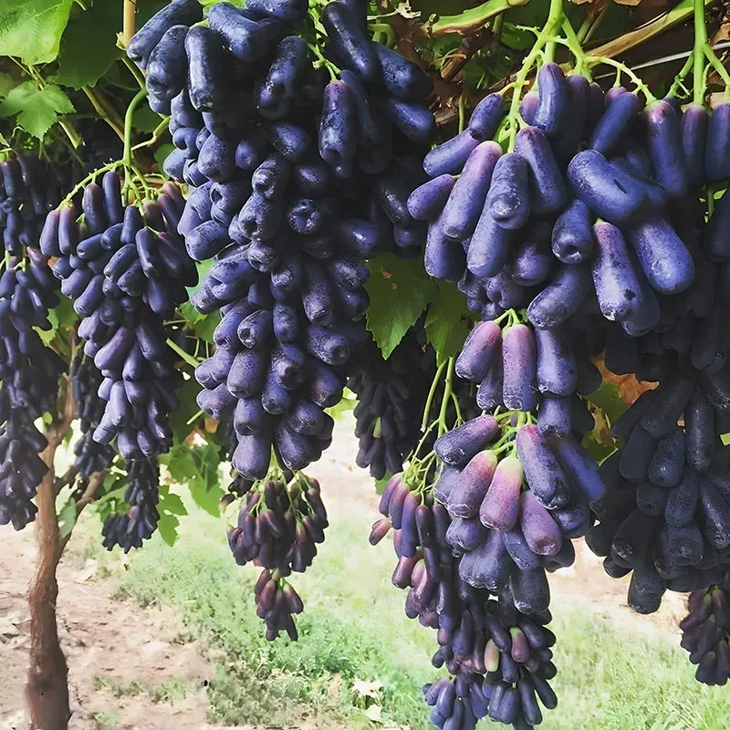 (100g) 🍇 SapphireVine® – Premium High-Yield Blue Grape Seeds (with Free Organic Pot Mix) - Image 2
